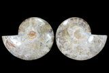 Choffaticeras (Daisy Flower) Ammonite - Madagascar #86773-1